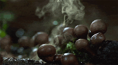 Medicinal Mushrooms Feature image- Puffball explosion