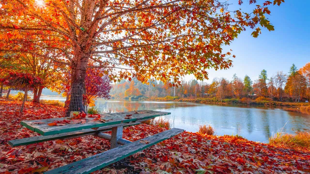 Easy Keto Dessert - Autumn Leaves Photo by Jake Colvin from Pexels
